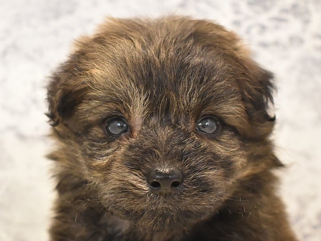 群馬県のハーフ犬・ミックス犬 (ペッツワン伊勢崎店/2024年4月24日生まれ/男の子/ブリンドル)の子犬